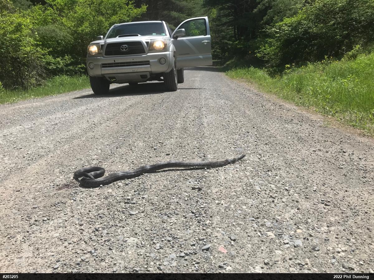 Eastern Ratsnake