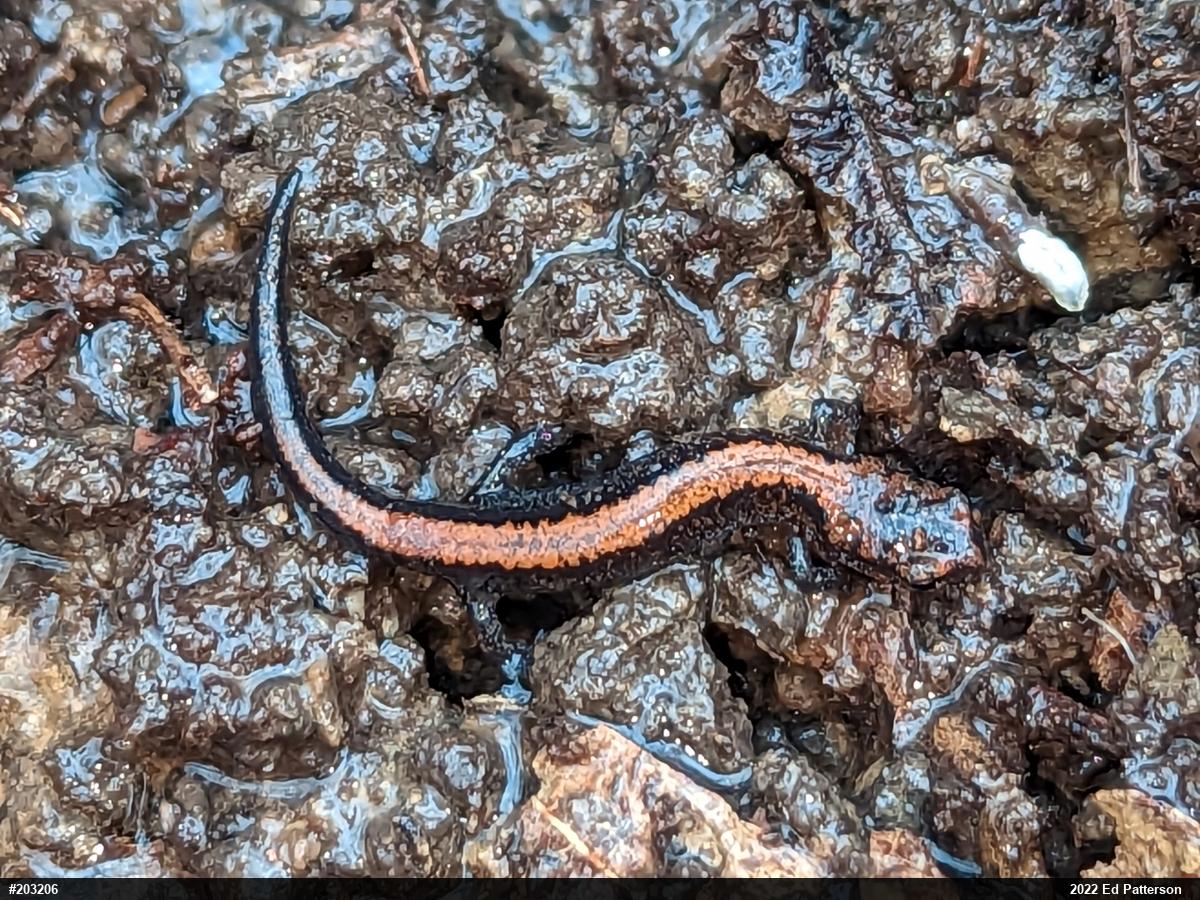 Eastern Red-backed  Salamander