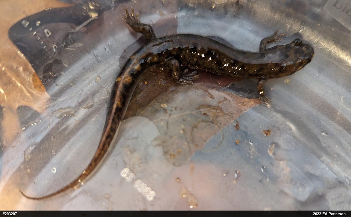 Seal Salamander