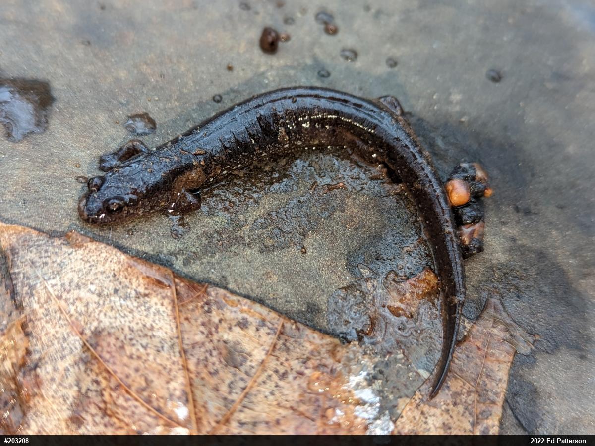 Northern Dusky Salamander
