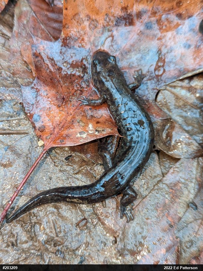Seal Salamander