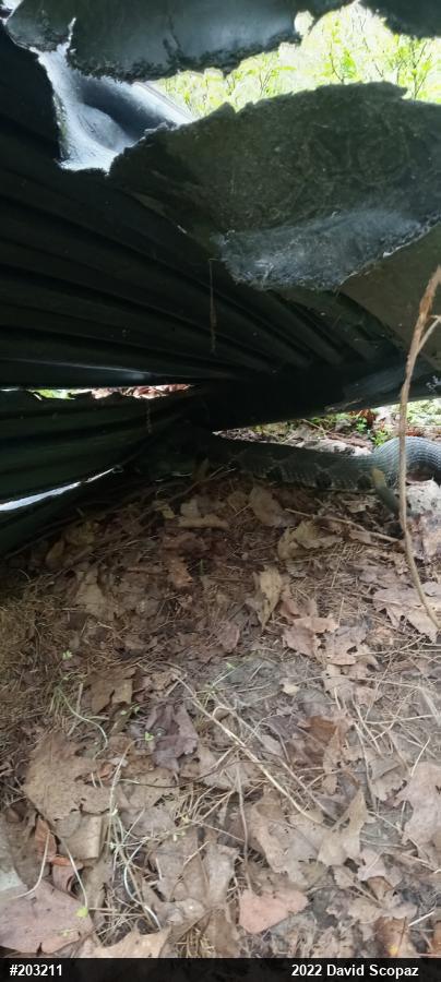 Timber Rattlesnake