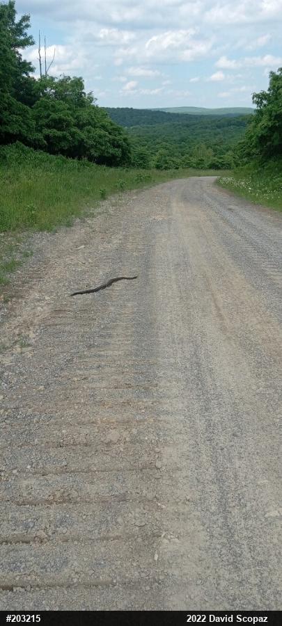 Timber Rattlesnake