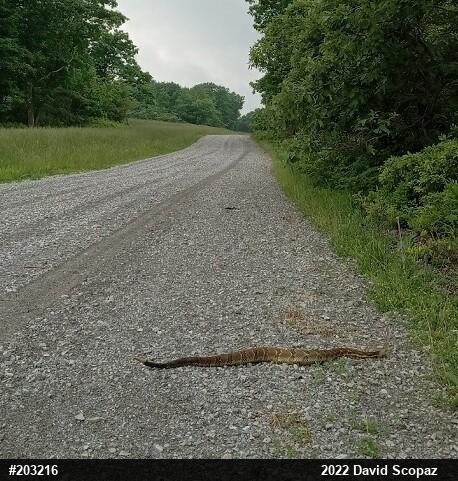 Timber Rattlesnake