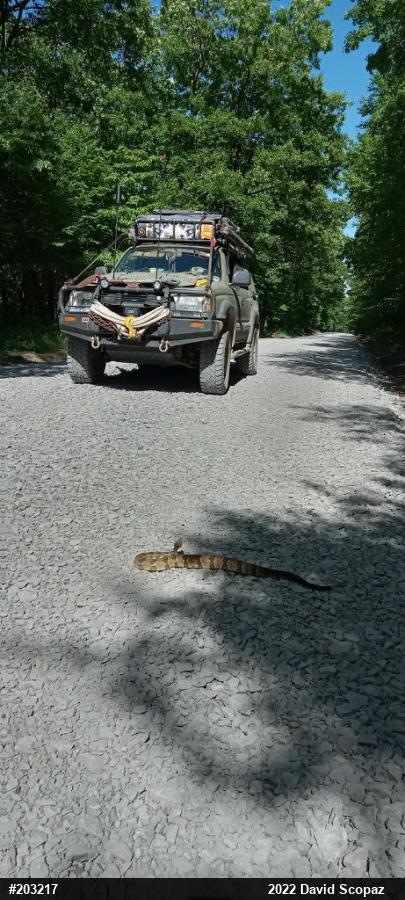 Timber Rattlesnake