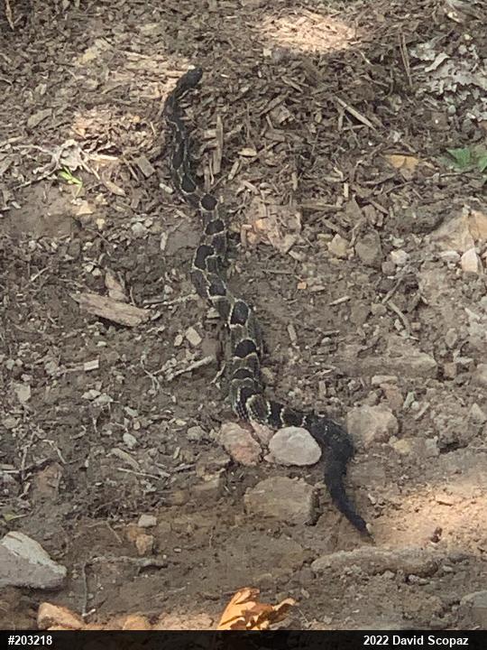 Timber Rattlesnake
