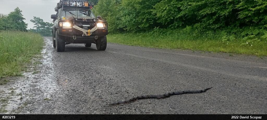 Eastern Ratsnake