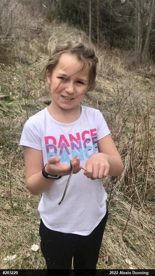 Northern Ring-necked Snake