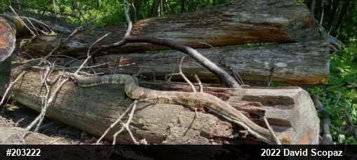 Timber Rattlesnake