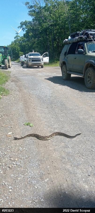 Timber Rattlesnake