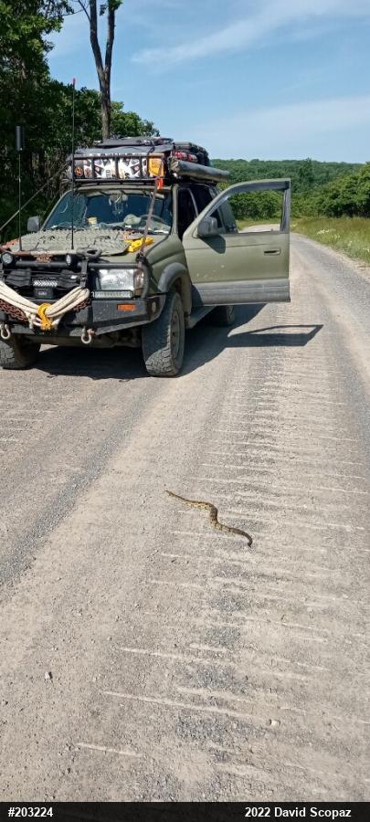 Timber Rattlesnake