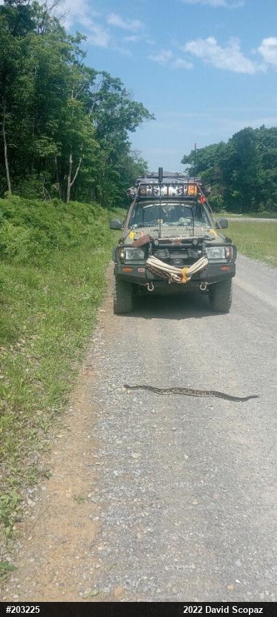 Timber Rattlesnake