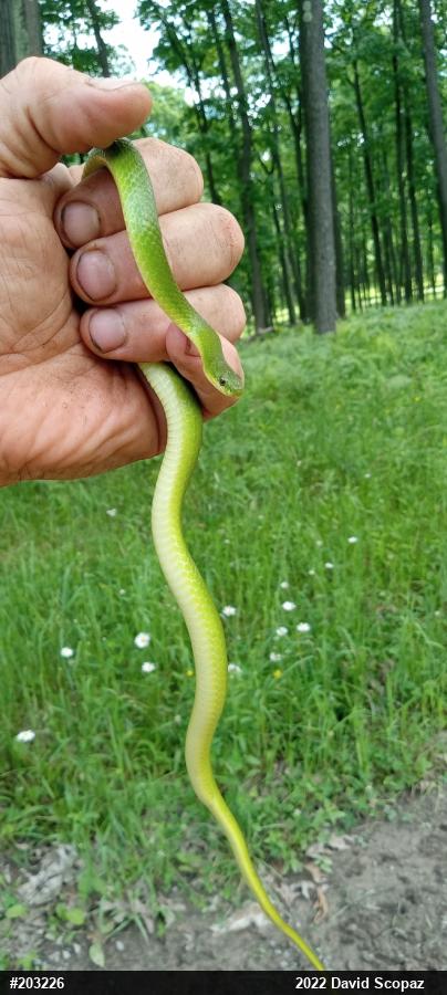 Smooth Greensnake