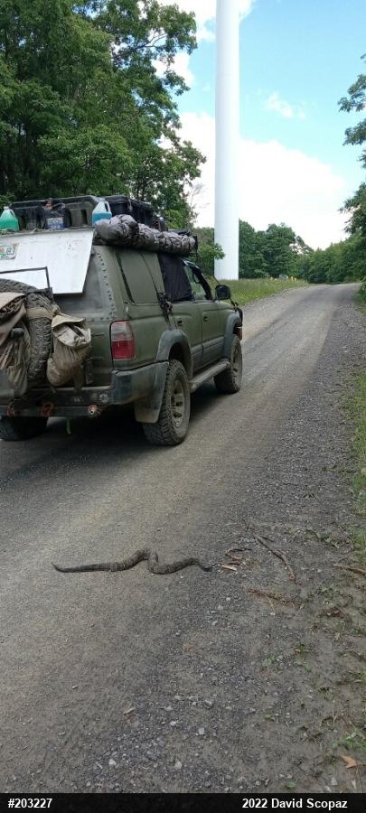 Timber Rattlesnake