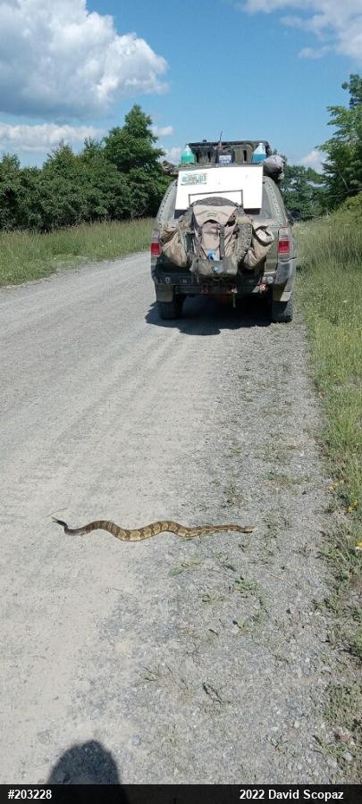 Timber Rattlesnake
