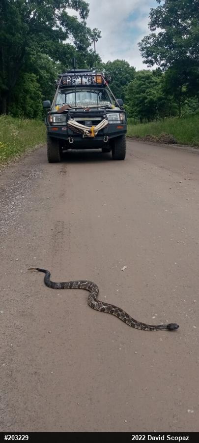 Timber Rattlesnake