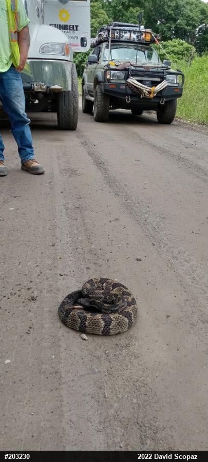 Timber Rattlesnake