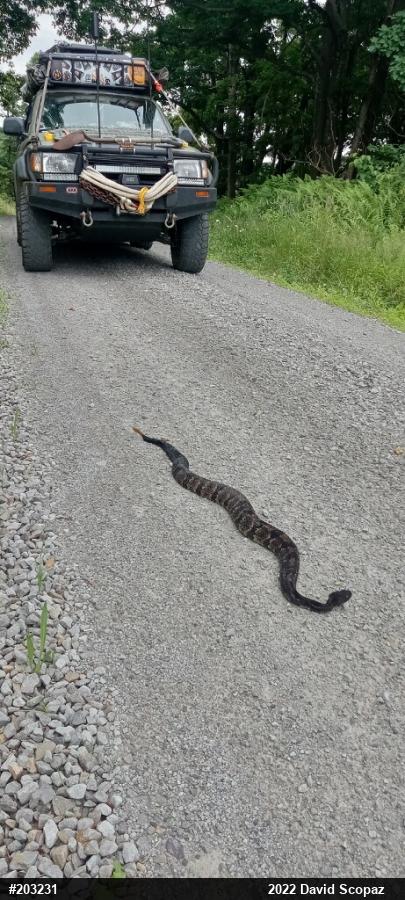 Timber Rattlesnake