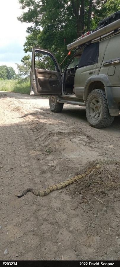 Timber Rattlesnake