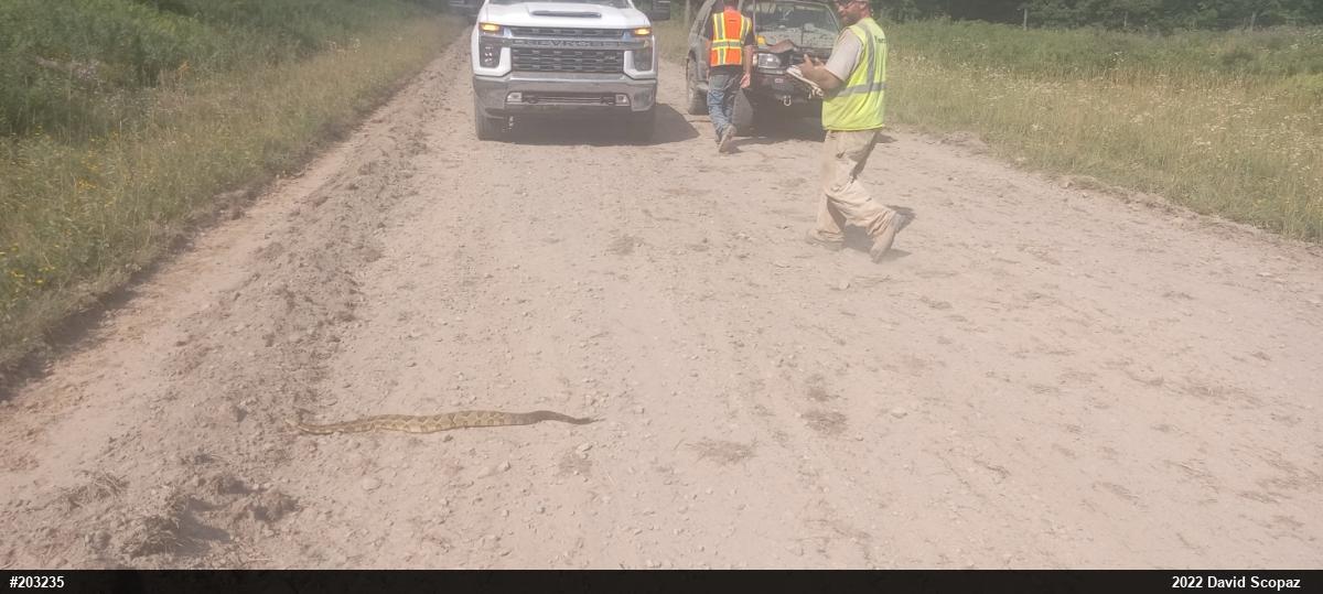 Timber Rattlesnake