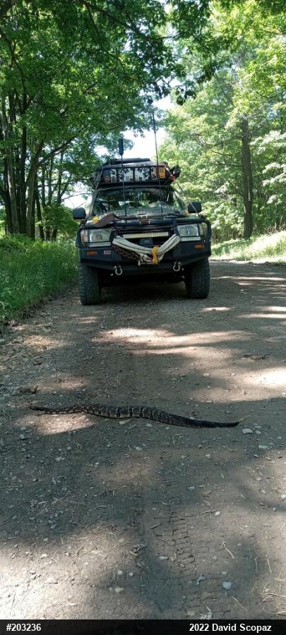 Timber Rattlesnake