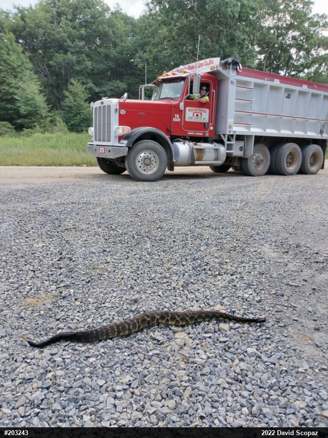 Timber Rattlesnake