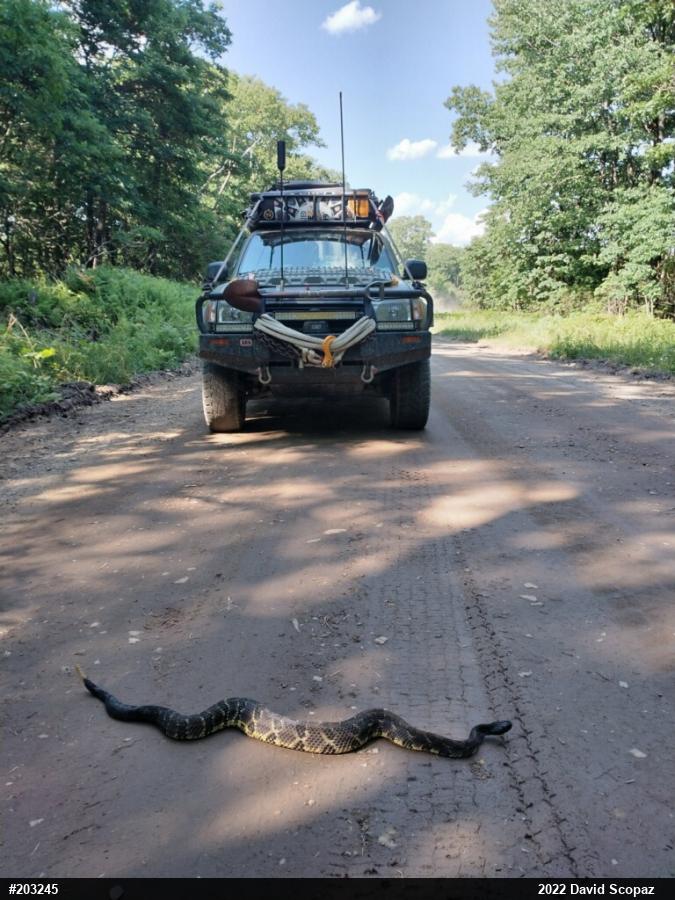 Timber Rattlesnake