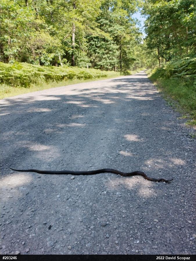 Eastern Ratsnake