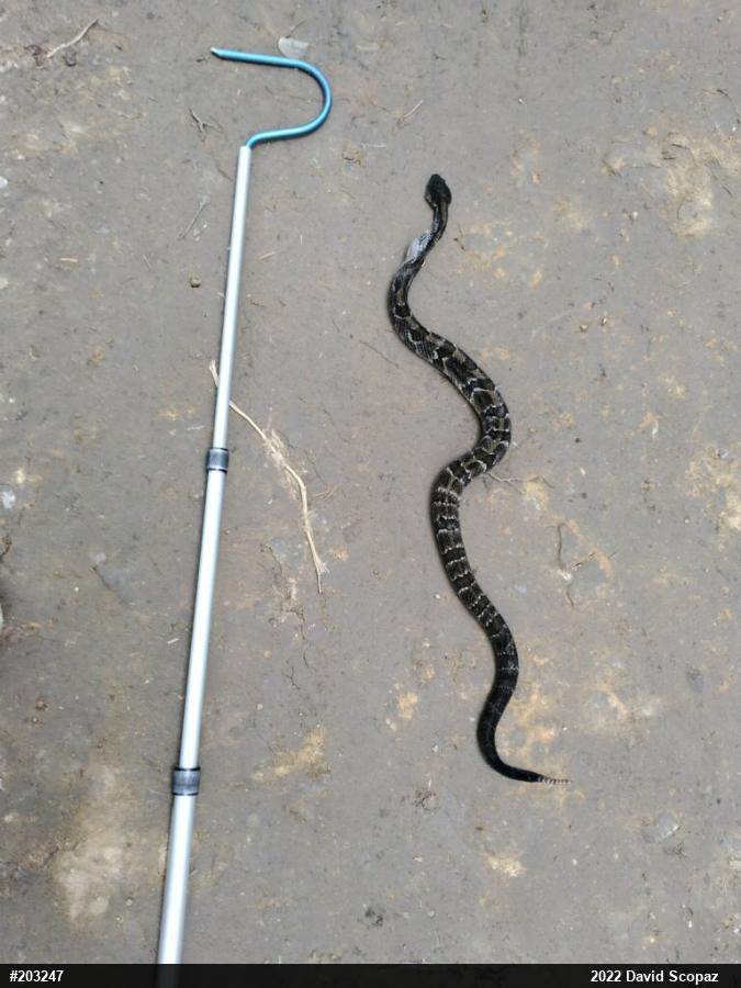 Timber Rattlesnake