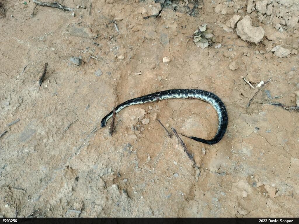 Timber Rattlesnake