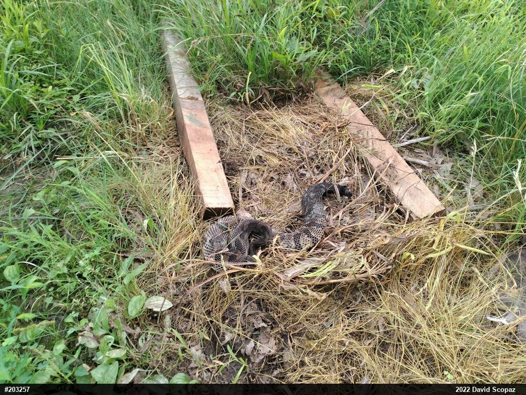 Timber Rattlesnake