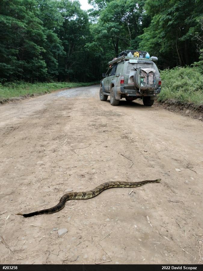 Timber Rattlesnake