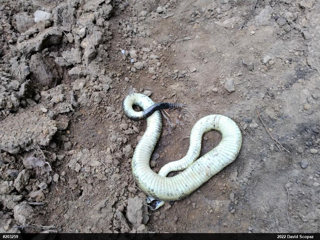 Timber Rattlesnake