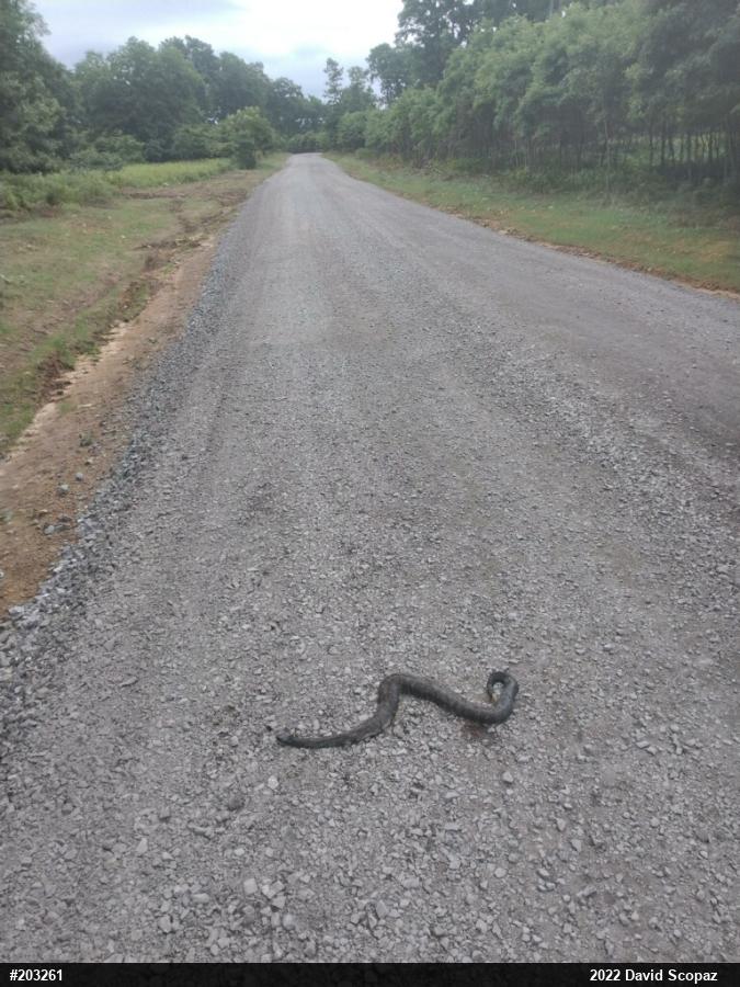 Timber Rattlesnake