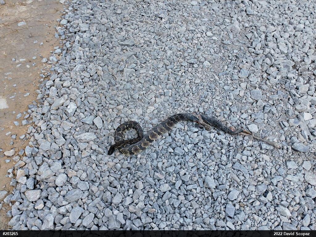 Timber Rattlesnake