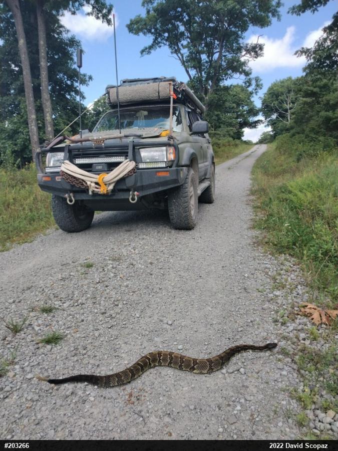 Timber Rattlesnake