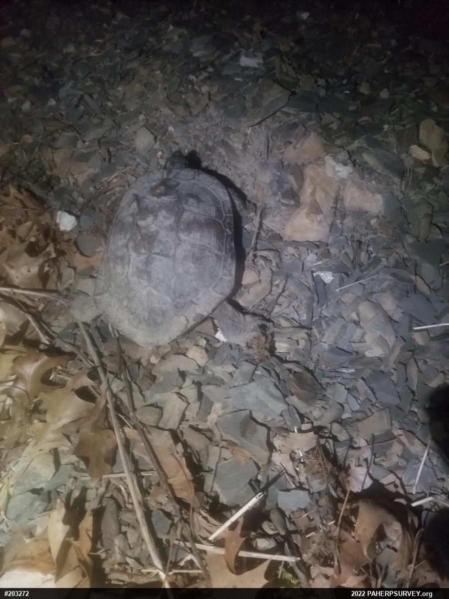Wood Turtle