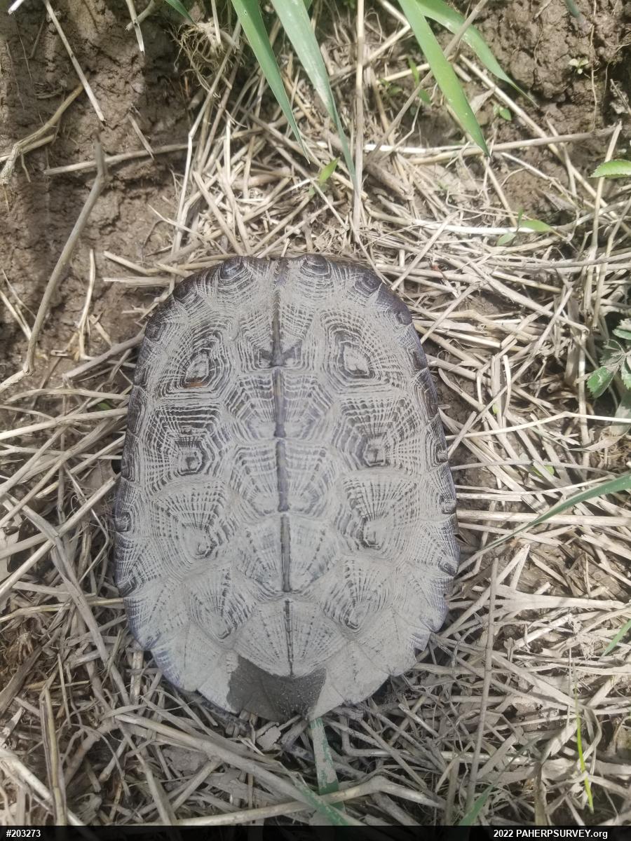 Wood Turtle