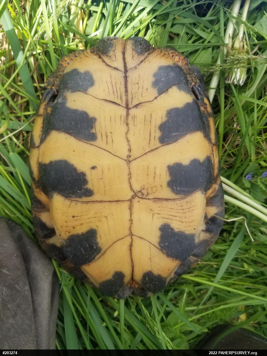 Wood Turtle