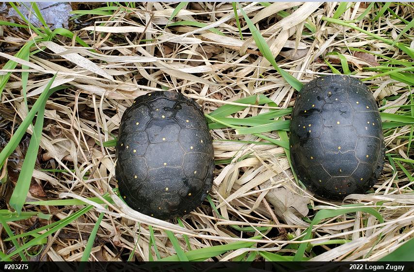 Spotted Turtle