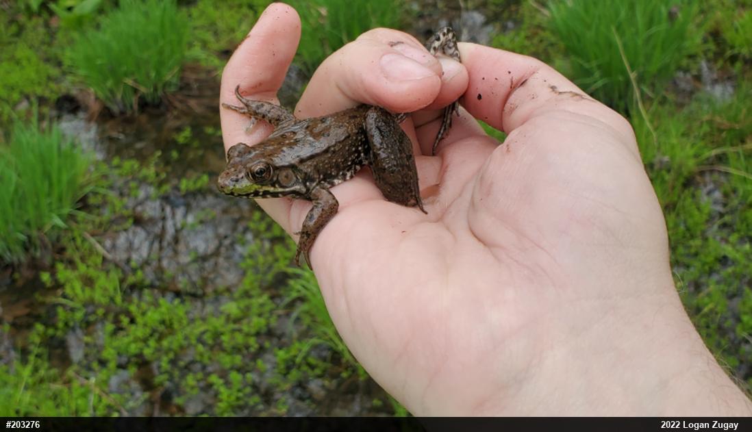 Green Frog