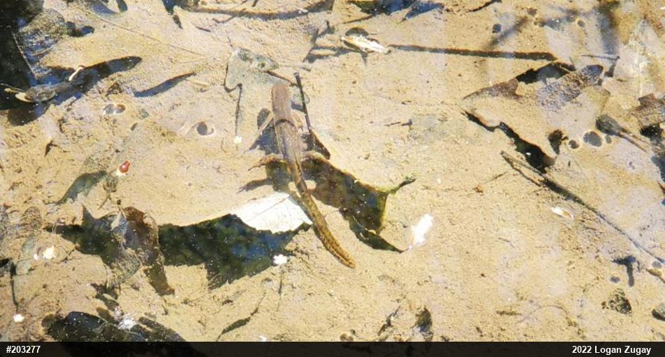Red-spotted Newt