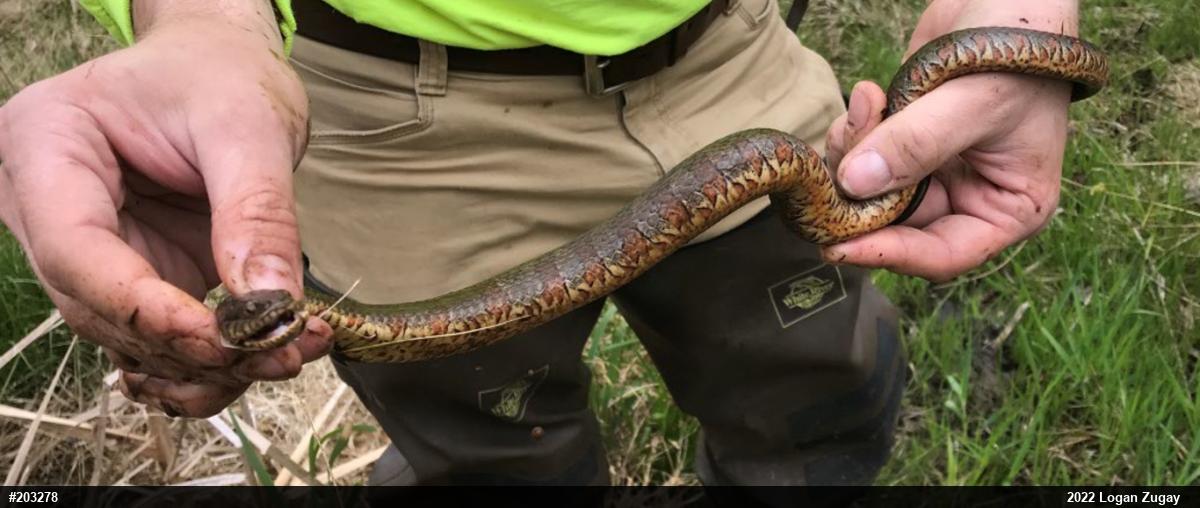 Northern Watersnake