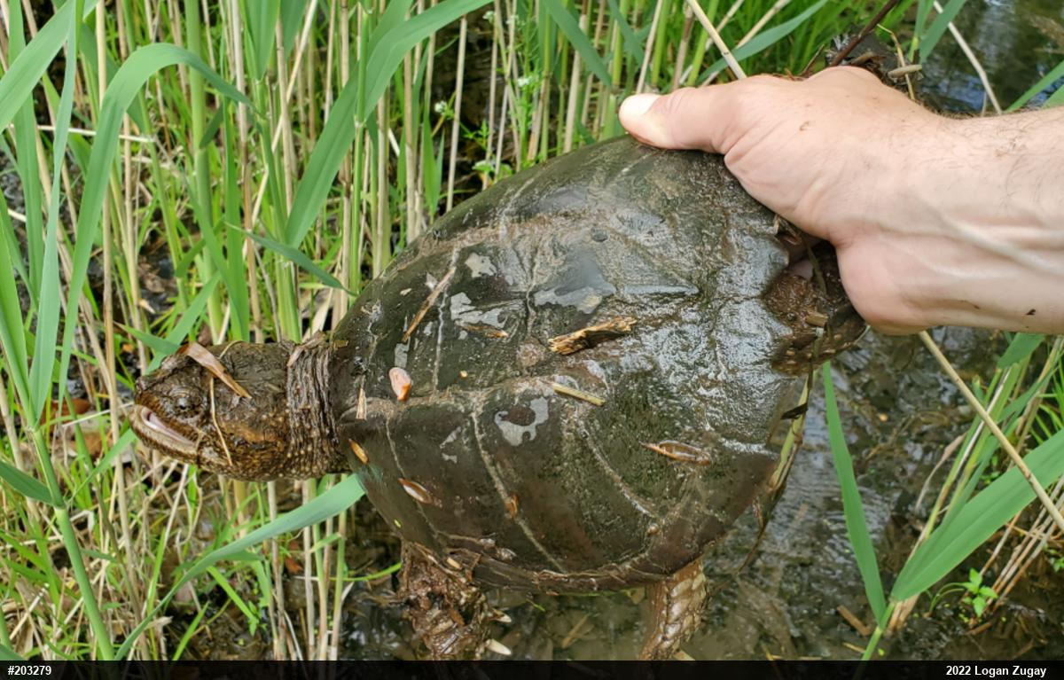 Snapping Turtle