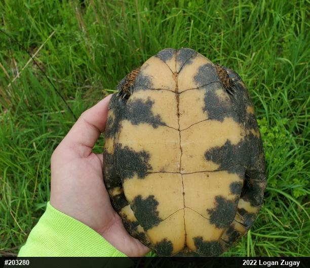 Wood Turtle