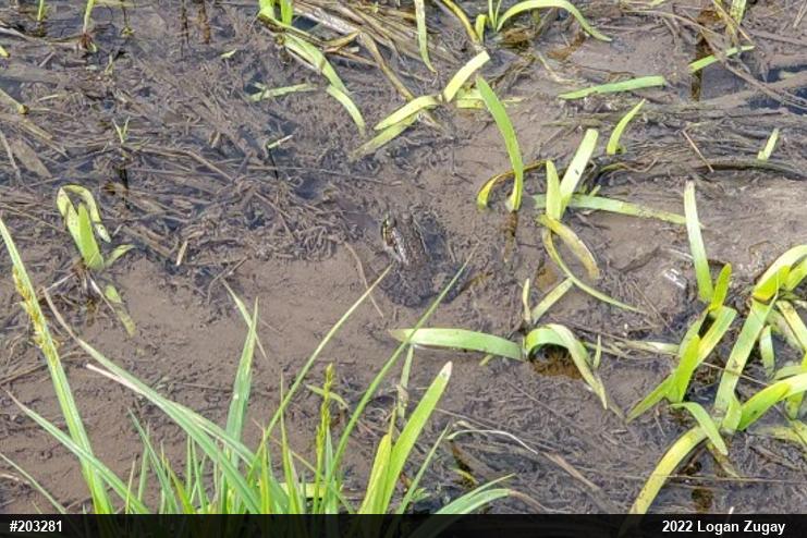 Green Frog