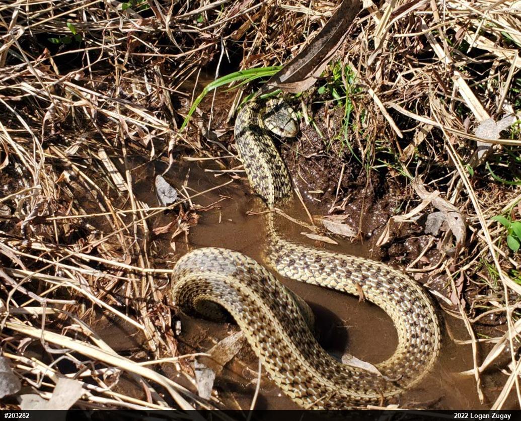 Eastern Gartersnake