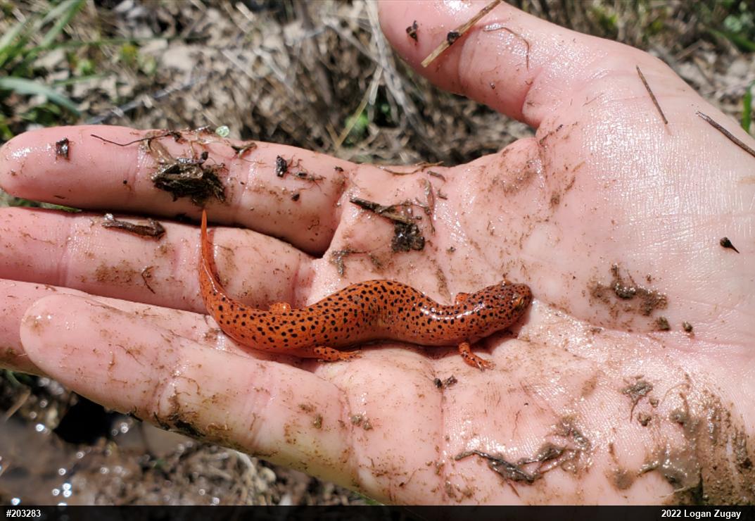 Northern Red Salamander