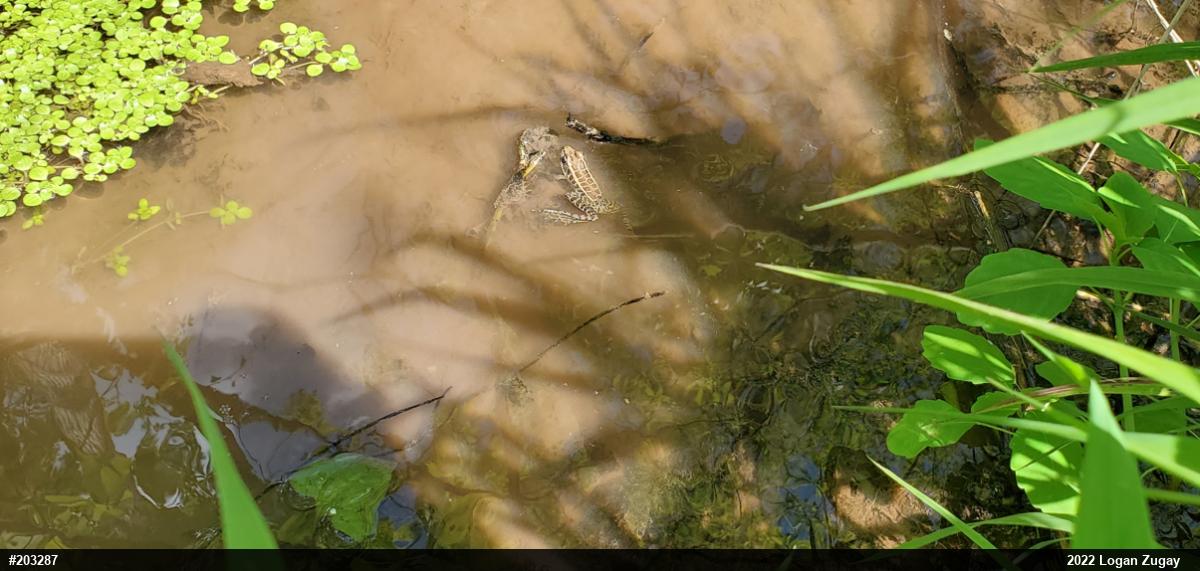Pickerel Frog