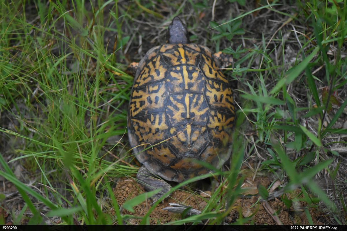 Eastern Box Turtle